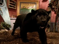 Black Jaguar | NatureRules1 Wiki | Fandom