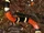 Aquatic Coral Snake
