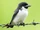 Fiji Woodswallow