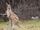 Eastern Grey Kangaroo