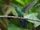 Green-crowned Brilliant