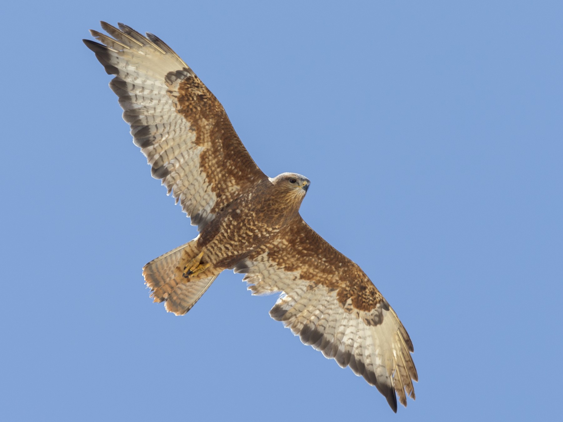 Common buzzard - Wikipedia