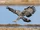 African Harrier-hawk