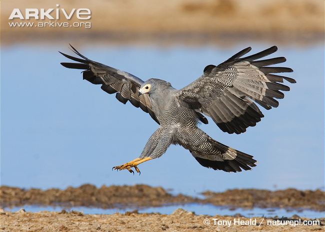 how big is a harrier hawk