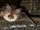 Brown Long-eared Bat