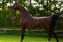 Horse, Arabian