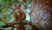 Nature's Microworlds (2012)