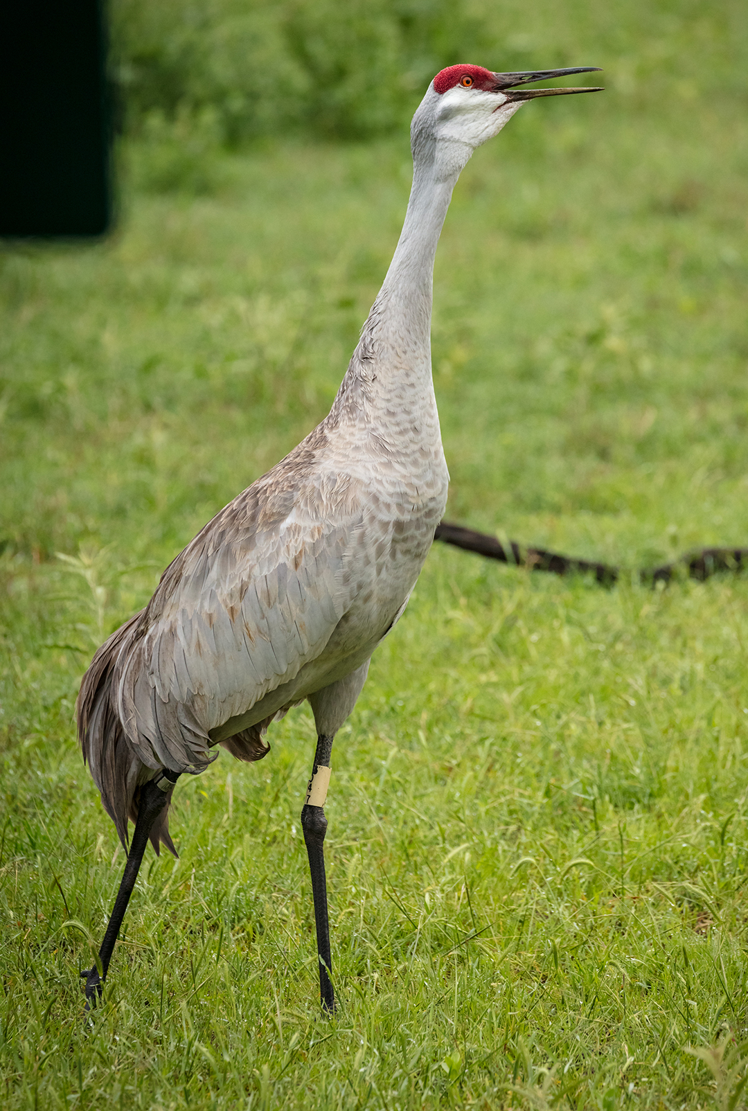 sandhill crane