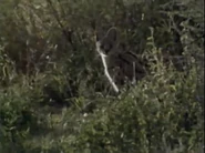 Serengeti Diary (1989)