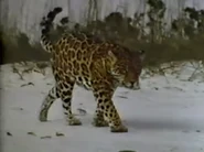 Solomon The Sea Turtle (1969)