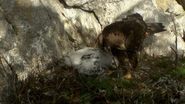 Wild Slovakia (2015)