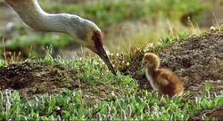 Sandhill Crane, NatureRules1 Wiki