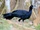 Blue-billed Curassow