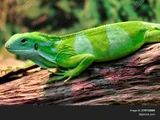 Fiji Banded Iguana
