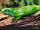 Fiji Banded Iguana