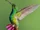 Green-breasted Mango