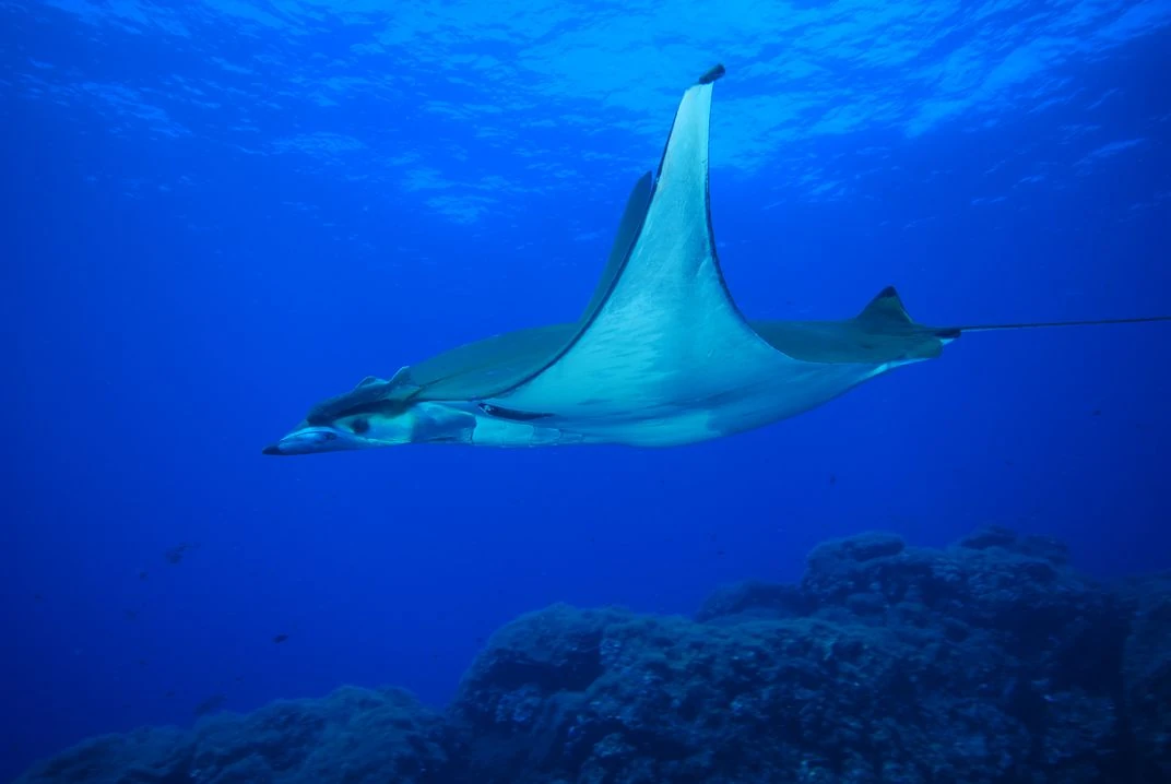 Chilean Devil Ray | NatureRules1 Wiki | Fandom