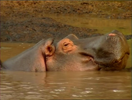Hugo Safari (1999)