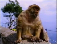 Incredible Journeys (1997)