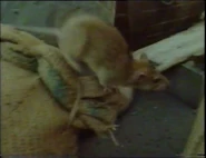 Lifesense (1991)