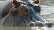 Nile (2004)