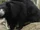 Sloth Bear