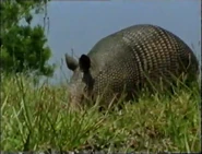 Space for Wildlife (1992)