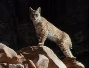 Wild America (1982-1994)