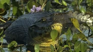 Wild Faces of the Andes (2011)