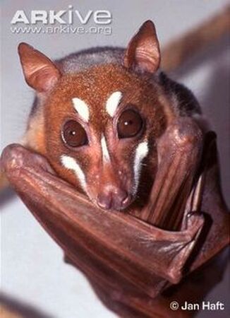 egyptian fruit bat baby
