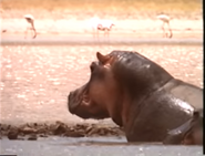 Africa's Animal Oasis (1992)