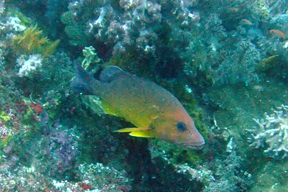 Button Snapper | NatureRules1 Wiki | Fandom