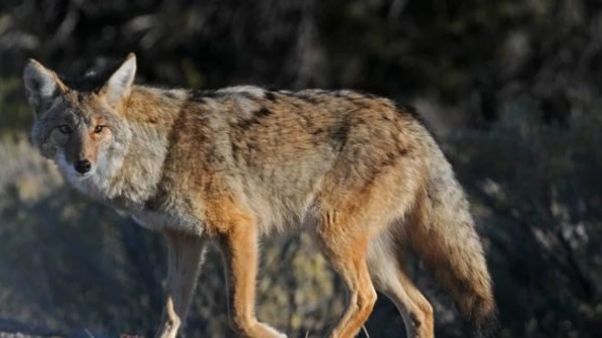 Coyote | NatureRules1 Wiki | Fandom