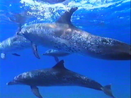Dolphins: Close Encounters (1992)