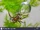 Diving Bell Spider