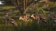 Thomson's Gazelle