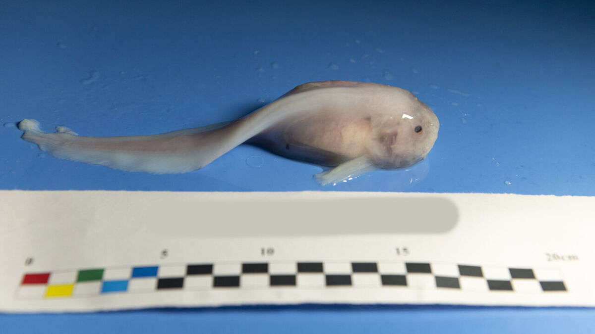 Mariana Hadal Snailfish | NatureRules1 Wiki | Fandom