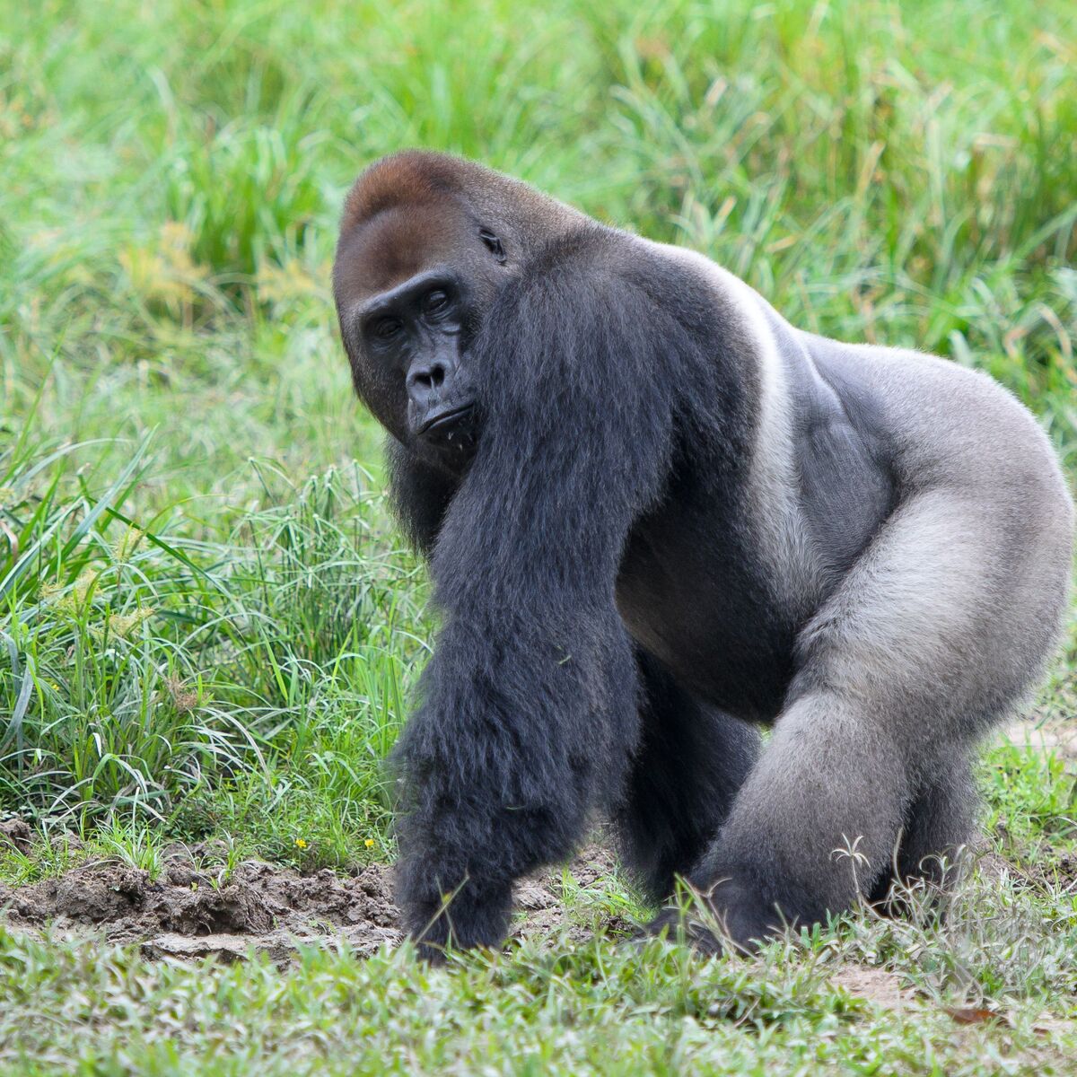 Western Lowland Gorilla | NatureRules1 Wiki | Fandom