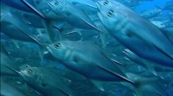List of Species in The Blue Planet | NatureRules1 Wiki | Fandom List of Species in The Blue Planet | NatureRules1 Wiki | Fandom