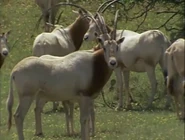 Wild America (1982-1994)