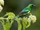 Beautiful Sunbird