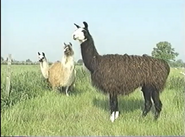 Amazing Animals (1996-1999)