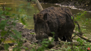 Amur: Asia's Amazon (2016)