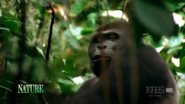 Deep Jungle (2005)