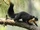 Black Giant Squirrel