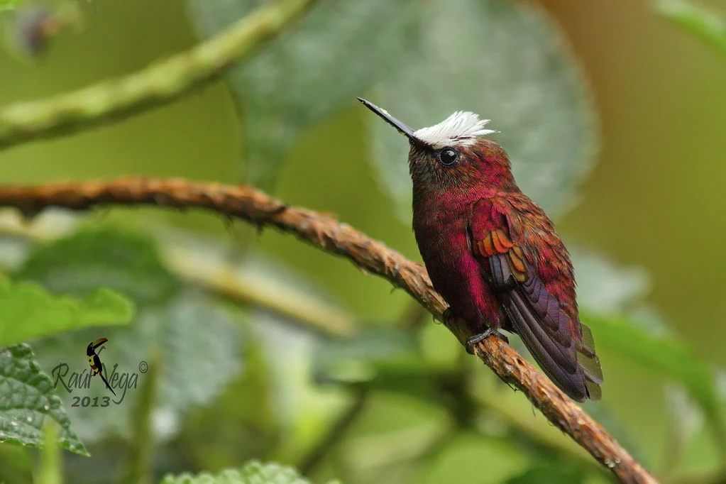 Snowcap | NatureRules1 Wiki | Fandom