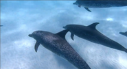 The Ocean Blue (2008)