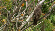 Wild Hawaii (2014)