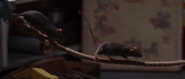 Willard (2003)