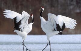 0004 red-crowned-crane